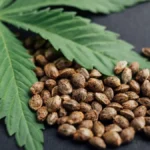 Hemp in the off-season: plant potential as a cover crop