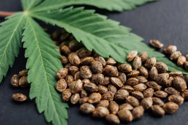 Hemp in the off-season: plant potential as a cover crop