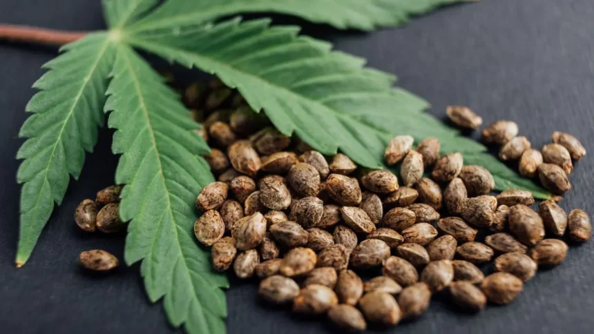 Hemp in the off-season: plant potential as a cover crop