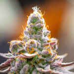 University of Maryland sends cease-and-desist to Colorado cannabis company over name, logo