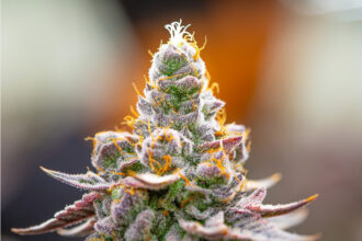 University of Maryland sends cease-and-desist to Colorado cannabis company over name, logo