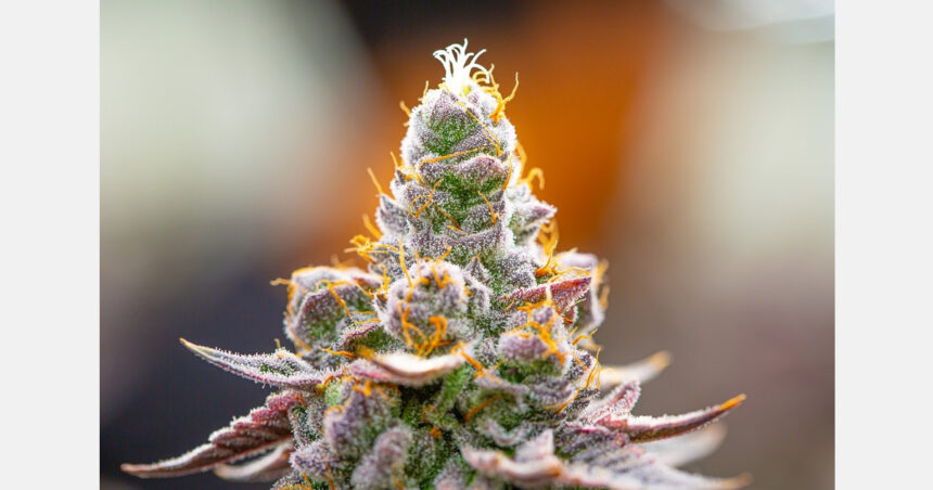 University of Maryland sends cease-and-desist to Colorado cannabis company over name, logo