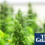 What will a ban on most US hemp products mean? | US news
