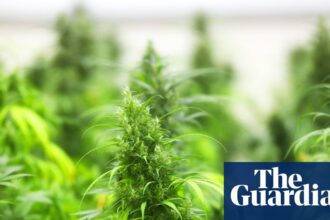 What will a ban on most US hemp products mean? | US news