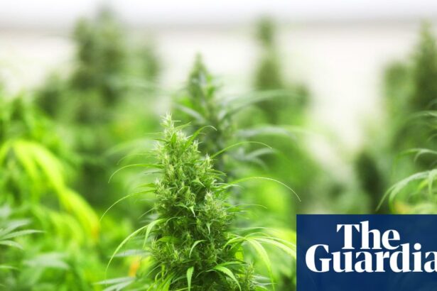 What will a ban on most US hemp products mean? | US news