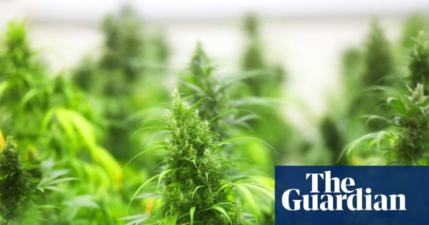 What will a ban on most US hemp products mean? | US news