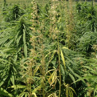 ‘Green Rush’ could be boon to Wisconsin farmers | News