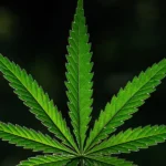 10 Biggest Cannabis Stocks in the US and Canada in 2026