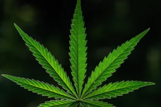 10 Biggest Cannabis Stocks in the US and Canada in 2026