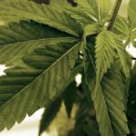 Wisconsin Democrats announce marijuana legalization bill | News