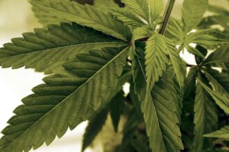 Wisconsin Democrats announce marijuana legalization bill | News