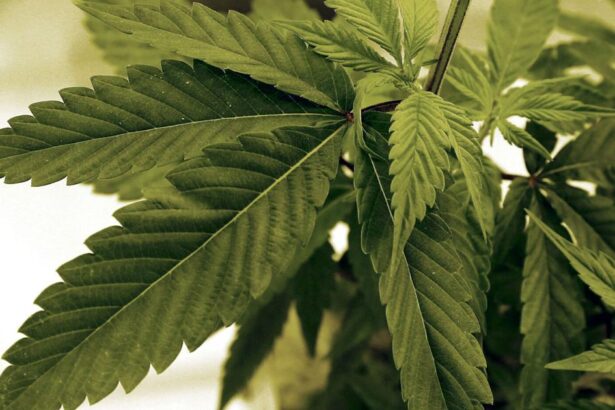 Wisconsin Democrats announce marijuana legalization bill | News