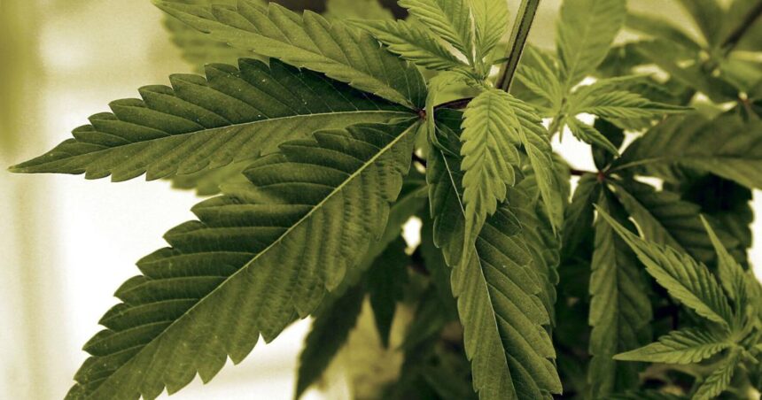 Wisconsin Democrats announce marijuana legalization bill | News