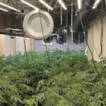 Police raid in Wincham reveals £220k ‘pro’ cannabis farm