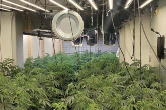 Police raid in Wincham reveals £220k ‘pro’ cannabis farm