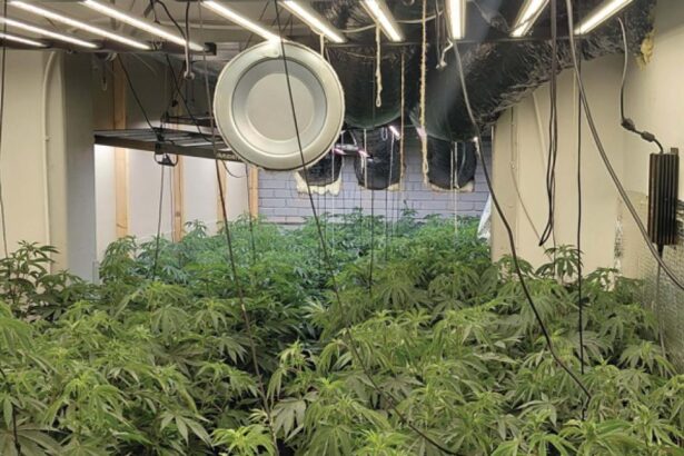 Police raid in Wincham reveals £220k ‘pro’ cannabis farm