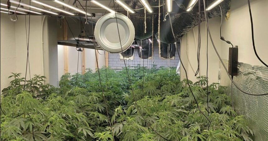 Police raid in Wincham reveals £220k ‘pro’ cannabis farm