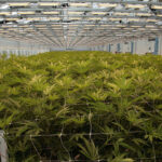 Summit to help hemp and cannabis move into mainstream economy