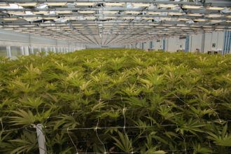 Summit to help hemp and cannabis move into mainstream economy