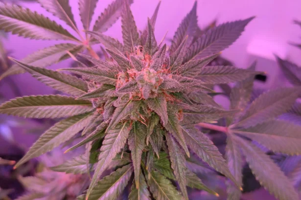 Americans don’t think cannabis is dangerous, new poll shows (Newsletter: September 16, 2026)
