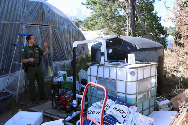 Chinese Gangsters Turned This California Paradise into a Marijuana Factory