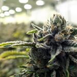 Man charged after police find large-scale cannabis operation in Remuera, Auckland
