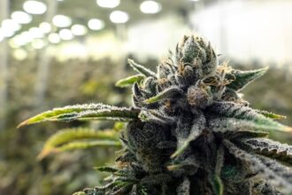 Man charged after police find large-scale cannabis operation in Remuera, Auckland