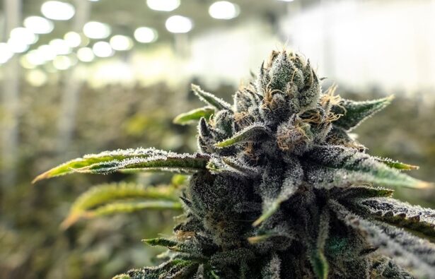 Man charged after police find large-scale cannabis operation in Remuera, Auckland
