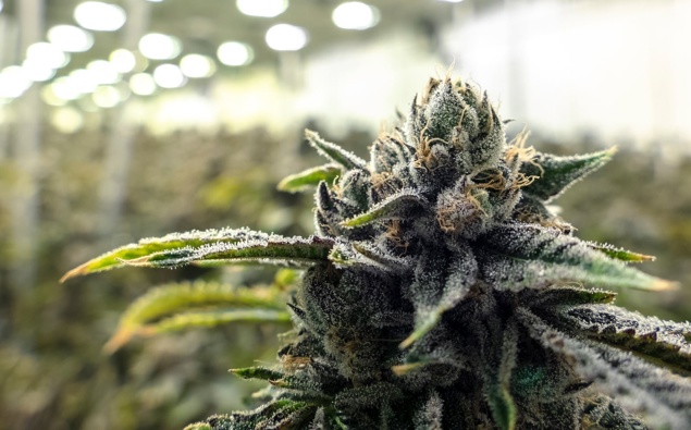 Man charged after police find large-scale cannabis operation in Remuera, Auckland