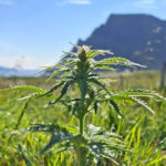 A matter of latitude: Icelandic grower develops hemp for northern conditions