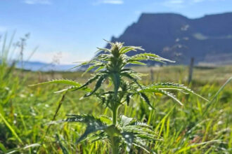 A matter of latitude: Icelandic grower develops hemp for northern conditions