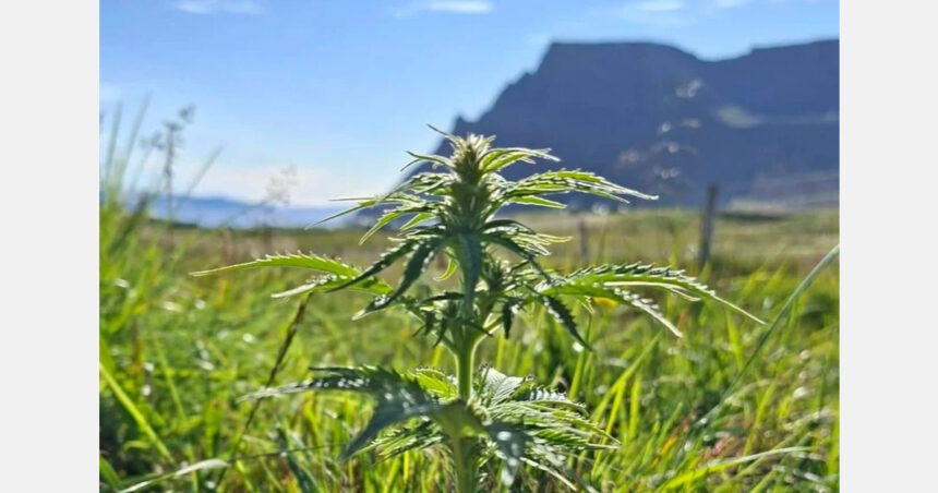 A matter of latitude: Icelandic grower develops hemp for northern conditions