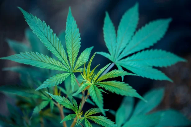Pennsylvania Can Legalize Marijuana Next Year If Democrats Flip Three Legislative Seats, House Speaker Says