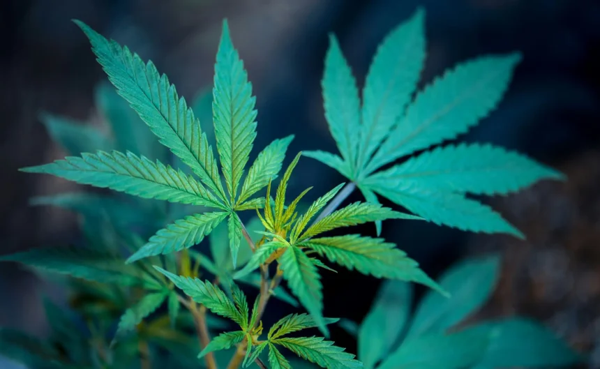 Pennsylvania Can Legalize Marijuana Next Year If Democrats Flip Three Legislative Seats, House Speaker Says