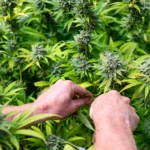 Bipartisan Lawmakers Turn Focus To Regulating Hemp THC Products Now That A Federal Ban Is Being Delayed