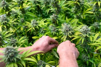 Bipartisan Lawmakers Turn Focus To Regulating Hemp THC Products Now That A Federal Ban Is Being Delayed