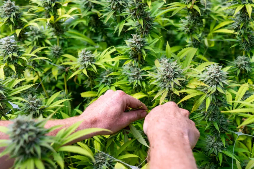 Bipartisan Lawmakers Turn Focus To Regulating Hemp THC Products Now That A Federal Ban Is Being Delayed