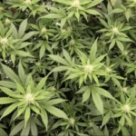 DEA Judge Pauses Marijuana Rescheduling Hearing As Opponents Highlight Government Report Detailing ‘Gaps’ In Federal Processes