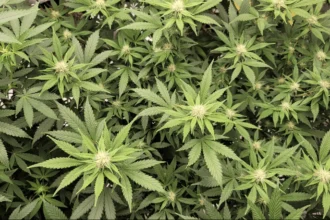 DEA Judge Pauses Marijuana Rescheduling Hearing As Opponents Highlight Government Report Detailing ‘Gaps’ In Federal Processes