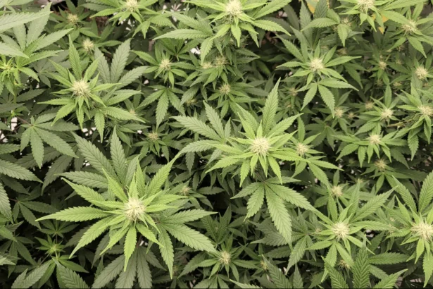 DEA Judge Pauses Marijuana Rescheduling Hearing As Opponents Highlight Government Report Detailing ‘Gaps’ In Federal Processes
