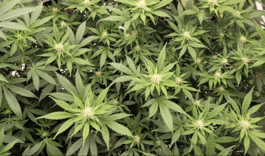 DEA Judge Pauses Marijuana Rescheduling Hearing As Opponents Highlight Government Report Detailing ‘Gaps’ In Federal Processes