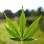 MSOS, TRLV Slide After Hours As DEA Judge Pauses Cannabis Rescheduling Case