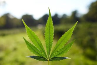MSOS, TRLV Slide After Hours As DEA Judge Pauses Cannabis Rescheduling Case