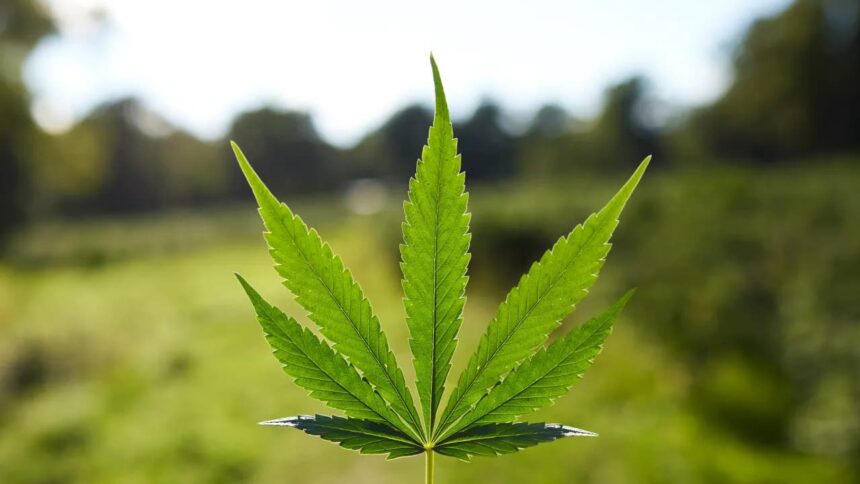 MSOS, TRLV Slide After Hours As DEA Judge Pauses Cannabis Rescheduling Case