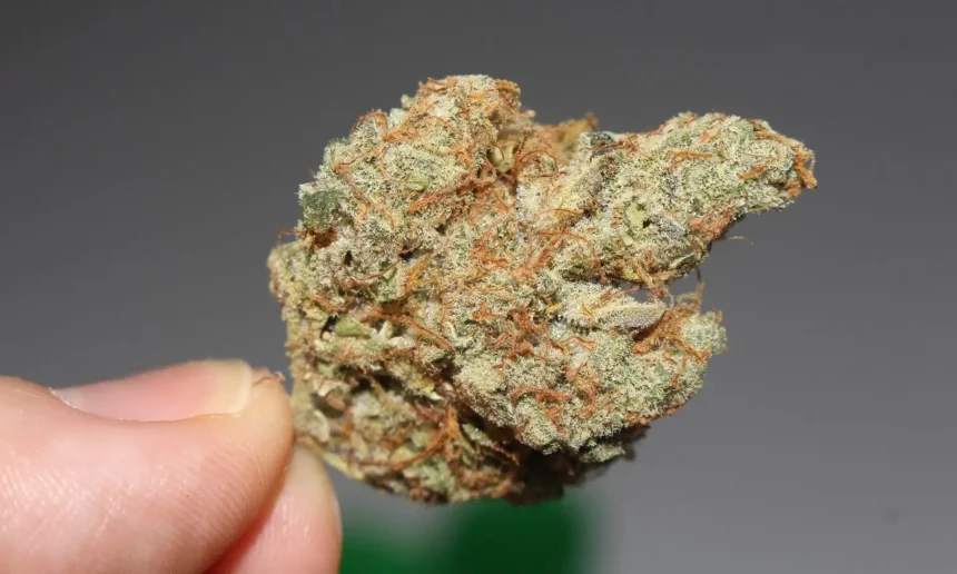 Top Pennsylvania GOP Senator Says State Needs ‘National Direction’ Before It Can Legalize Marijuana