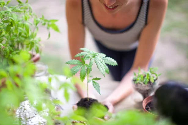 3 Cannabis Stocks That Are Benefitting From Rescheduling