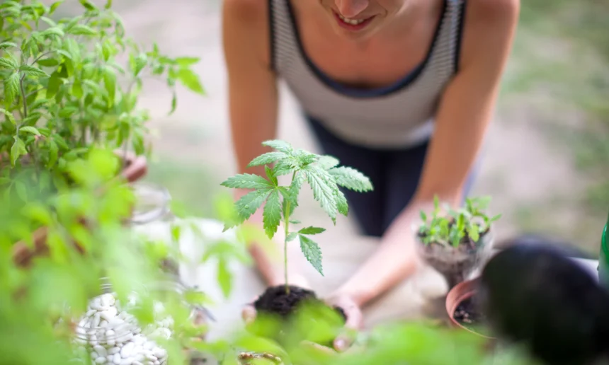 3 Cannabis Stocks That Are Benefitting From Rescheduling