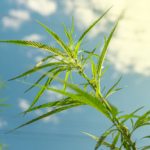 A Temporary Reprieve for Hemp-THC Products… But what now? | Cannabis & the Law