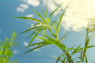 A Temporary Reprieve for Hemp-THC Products… But what now? | Cannabis & the Law