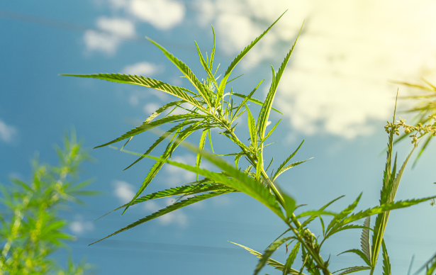 A Temporary Reprieve for Hemp-THC Products… But what now? | Cannabis & the Law